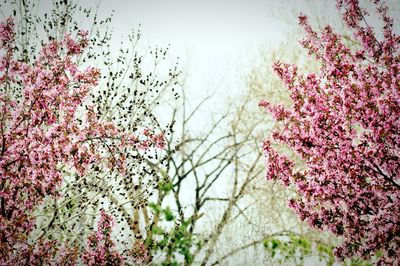 Pink flowers blooming on tree