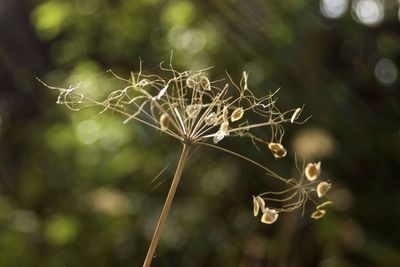 Close-up of dried flower on plant