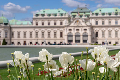 White flowering plants in city