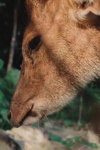 Close-up of a horse
