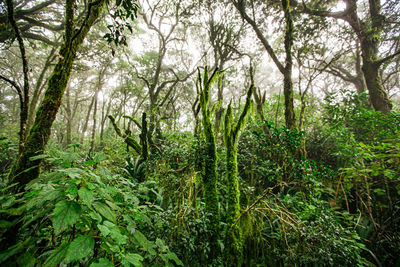 Scenic view of forest