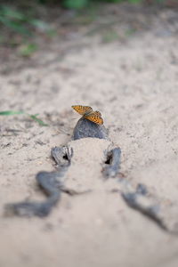 High angle view of butterfly on land