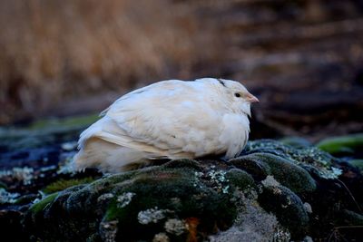 Close-up of bird perching on rock