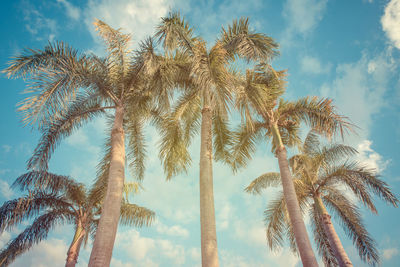 Low angle view of palm trees against sky