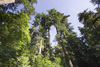 Low angle view of trees against sky