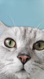 Close-up portrait of a cat