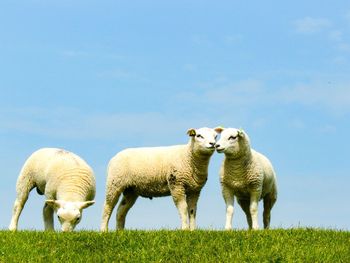 Sheep grazing on field against clear sky