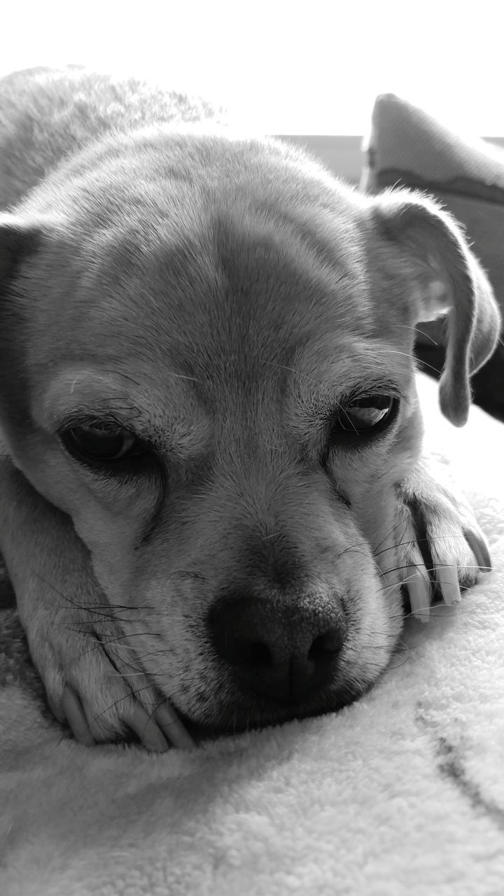 CLOSE-UP PORTRAIT OF DOG