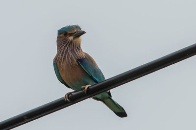 Low angle view of bird perching on cable against clear sky