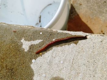 Close-up of earthworm on retaining wall