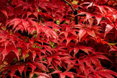 Full frame shot of red leaves