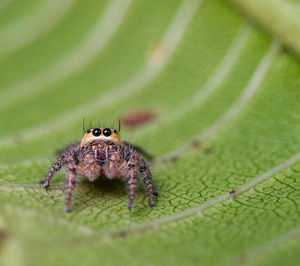 Close-up of spider