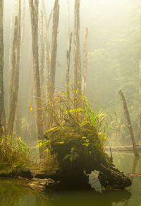 Plants by trees against blurred background