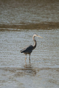 High angle view of gray heron standing in lake