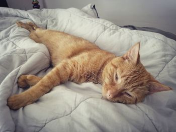 Close-up of cat sleeping on bed