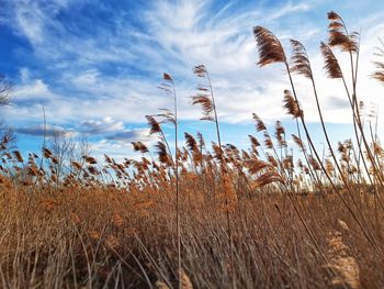 Low angle view of stalks in field against sky