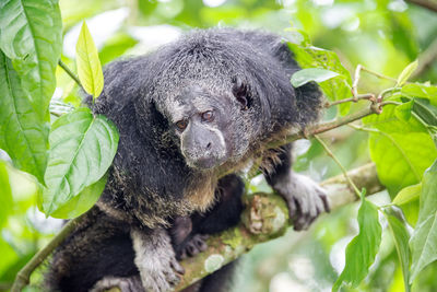 Close-up of monk saki sitting on branch in forest