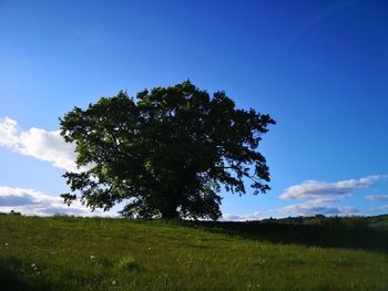 Tree on field against blue sky