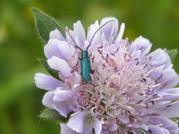 Close-up of insect on purple flower