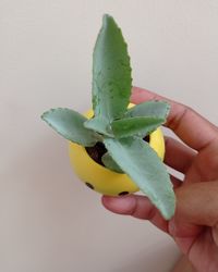 Close-up of hand holding fruit over white background