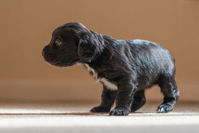 Close-up of dog standing against wall