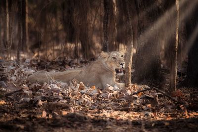 View of cats in forest