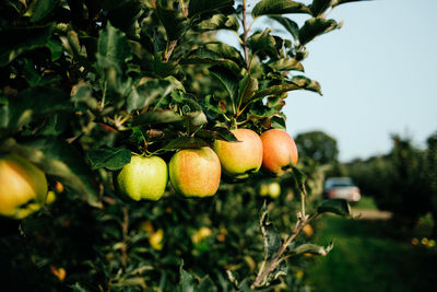 Close-up of fruits on tree