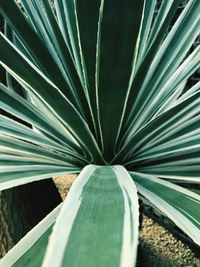 Close-up of palm leaves