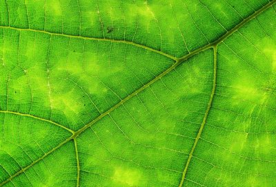 Macro shot of green leaf