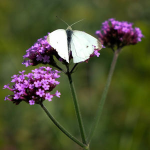 Close-up of butterfly pollinating on purple flower