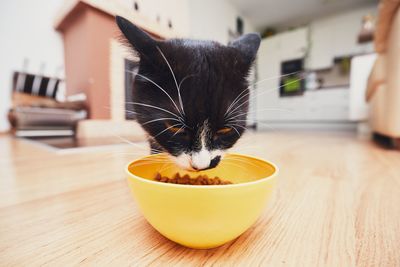 Close-up of cat eating food from bowl at home