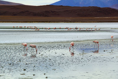 Panoramic view of lagoon laguna de canapa with flamingo at uyuni in bolivia,south america