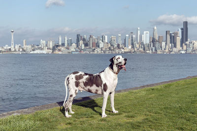 Dog standing on field by river in city against sky