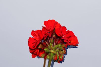 Close-up of red rose against white background