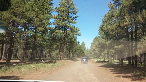 Road passing through trees