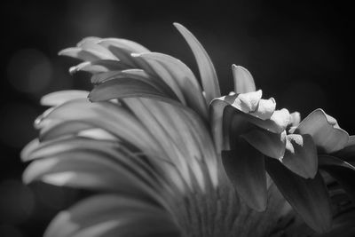 Gerbera daisy in black and white