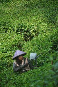 High angle view of woman pruning amidst plants 