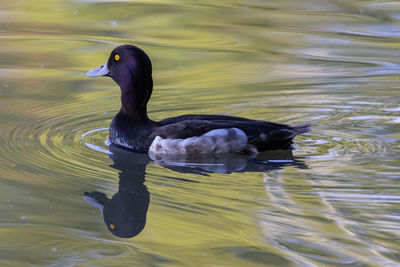 Duck swimming in lake