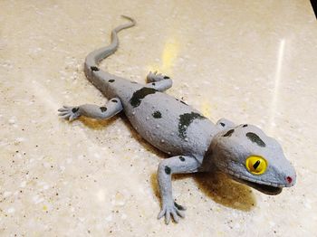 High angle view of lizard on sand