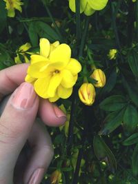 Close-up of yellow flower