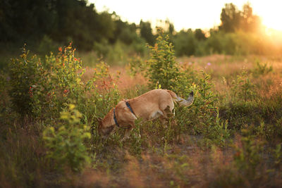 View of a dog on field