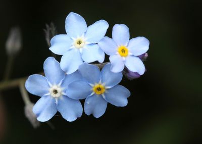 Close-up of white flowers