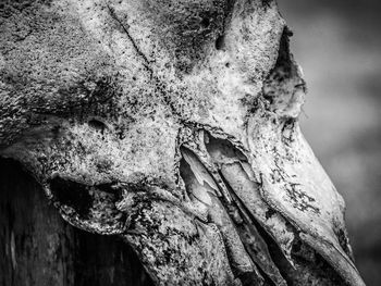 Close-up of tree trunk
