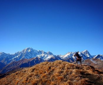 Rear view of man standing on snowcapped mountain against clear blue sky