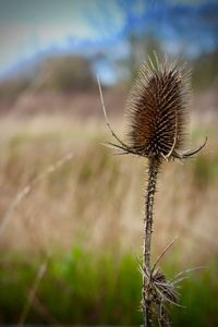 Close-up of dried plant