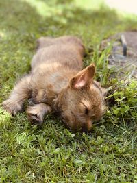 Close-up of a puppy on grass