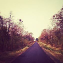 Road passing through trees