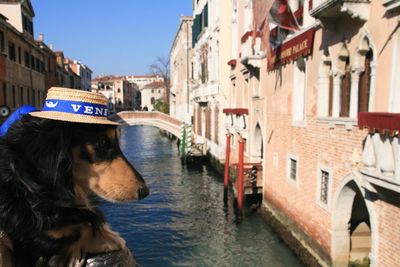 Dog in canal amidst buildings in city