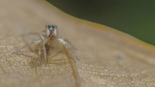 Close-up of insect