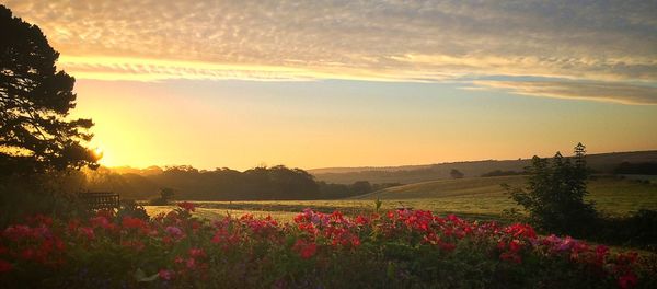 Scenic view of field against sky at sunset